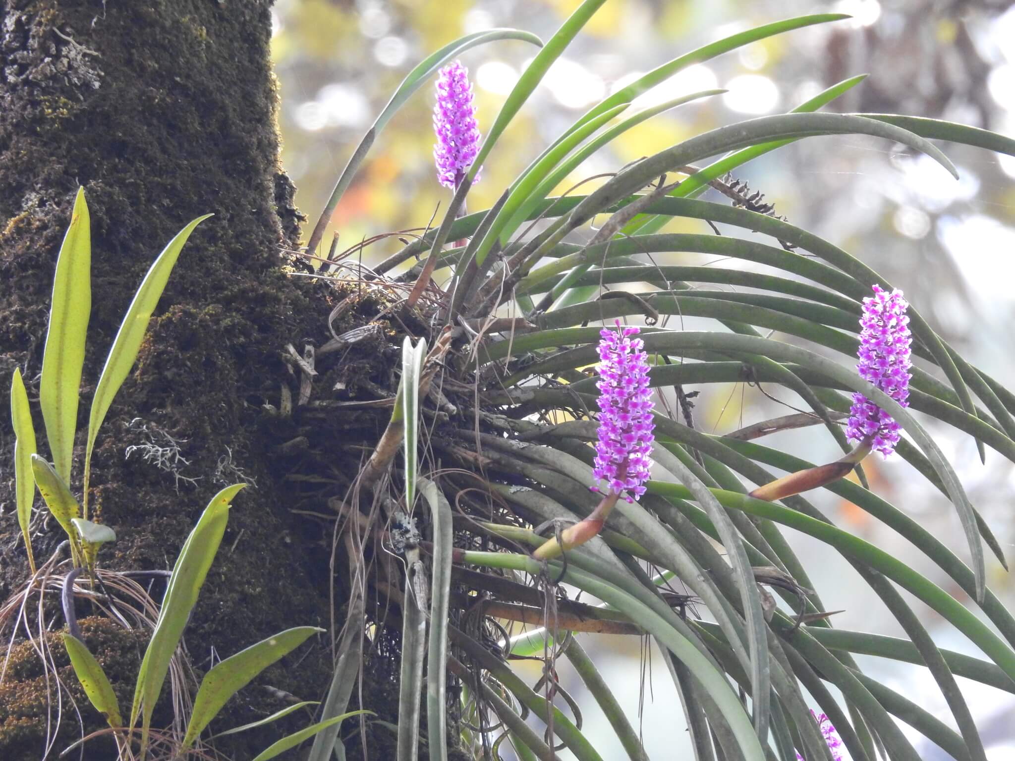 Arpophyllum spicatum